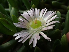 Disphyma australe australe