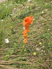 Dichromanthus aurantiacus