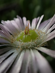 Disphyma australe australe