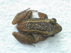 Eleutherodactylus paralius