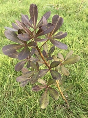 Pseudopanax lessonii