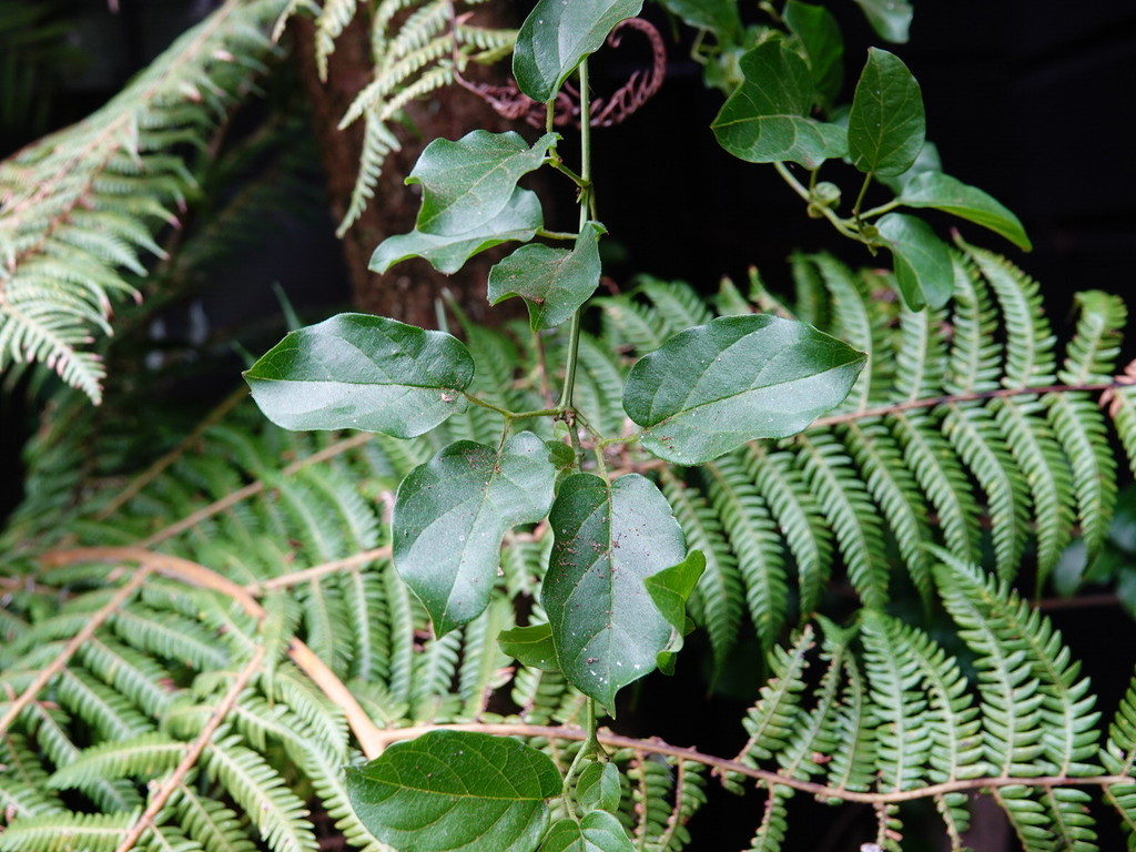 flowering plants from Aongatete, New Zealand on September 18, 2020 at