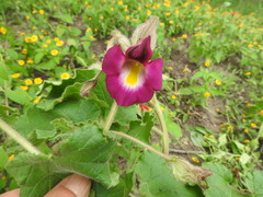 Proboscidea fragrans