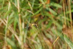 Celithemis martha