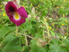 Proboscidea fragrans