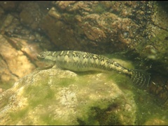 Stiphodon multisquamus