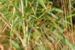 Celithemis martha