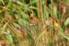 Celithemis martha
