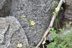 Drymocallis hansenii