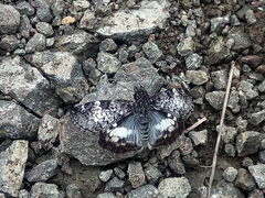 Chiomara georgina georgina
