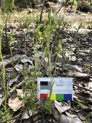 Pterostylis turfosa