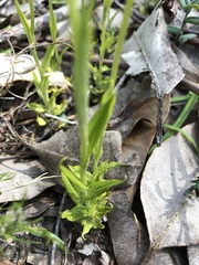 Pterostylis turfosa