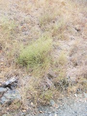 Cordylanthus tenuis brunneus