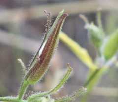 Cordylanthus tenuis brunneus