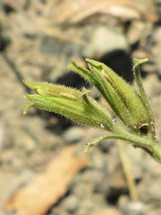 Cordylanthus tenuis brunneus