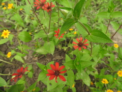 Zinnia peruviana