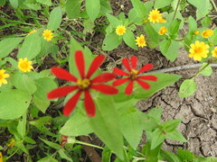 Zinnia peruviana