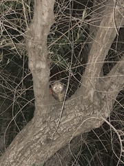 Didelphis virginiana