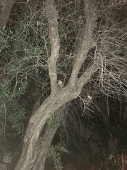 Didelphis virginiana