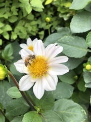 Apis mellifera