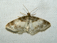 Hydrelia lucata