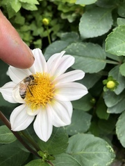 Apis mellifera