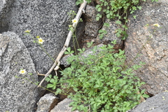 Drymocallis hansenii