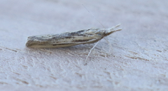 Thaumatopsis pexellus