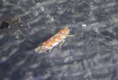 Erythroneura rubra