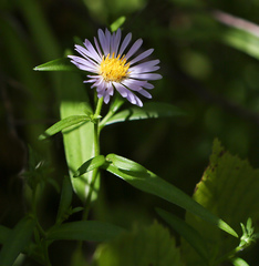 Symphyotrichum × salignum