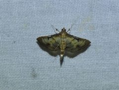 Cnaphalocrocis bilinealis