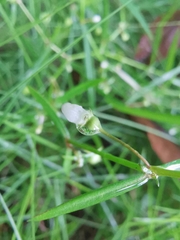 Scleromitrion diffusum