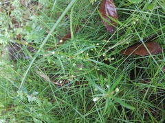 Scleromitrion diffusum