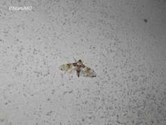 Azochis rufidiscalis