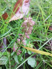 Clinopodium chinense