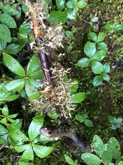 Tuckermanopsis subalpina