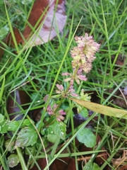 Clinopodium chinense