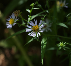 Symphyotrichum × salignum