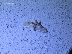 Azochis rufidiscalis