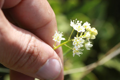 Toxicoscordion venenosum