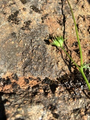 Cordylanthus pringlei