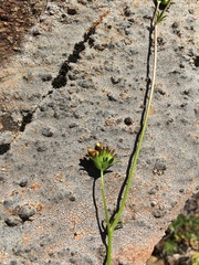 Cordylanthus pringlei