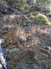 Cordylanthus pringlei