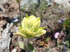 Castilleja elmeri