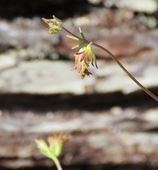 Cordylanthus pringlei