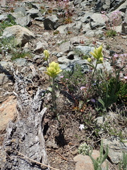 Castilleja elmeri