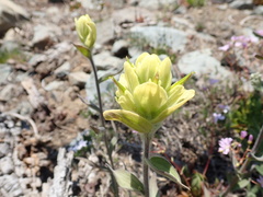 Castilleja elmeri