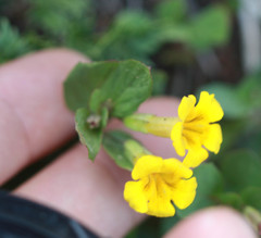 Erythranthe tilingii