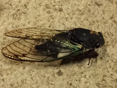 Neotibicen lyricen engelhardti