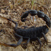 Black Fat-tailed Scorpion - Photo (c) Guy Haimovitch, some rights reserved (CC BY-SA)